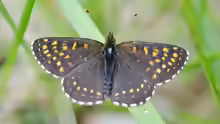 Melitaea diamina