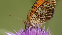 Melitaea phoebe