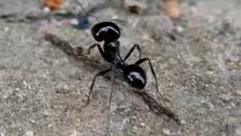 Messor barbarus