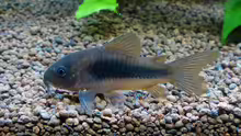 Metallpanzerwels - Corydoras aeneus
