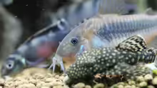 Corydoras aeneus