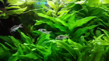 Corydoras aeneus