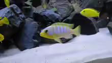 Metriaclima aurora