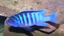 Metriaclima