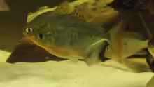 Metynnis argenteus