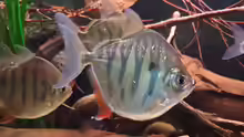 Metynnis fasciatus