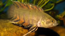 Microctenopoma ansorgii