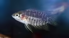 Microctenopoma congicum