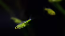 Microdevario kubotai
