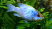 Microgeophagus ramirezi/Electric blue