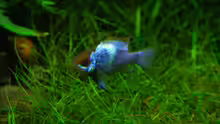 Microgeophagus ramirezi ´electric blue´