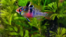 Microgeophagus ramirezi (Schmetterlingsbuntbarsch)