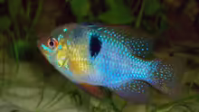 Microgeophagus ramirezi