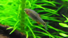 Danio erythromicron