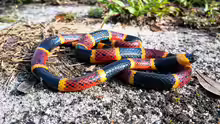Micrurus fulvius
