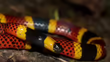 Micrurus mosquitensis