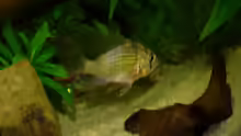 Mikrogeophagus altispinosa