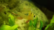 Mikrogeophagus altispinosus (m)
