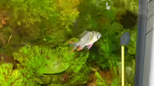 Mikrogeophagus altispinosus