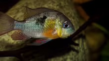 Mikrogeophagus altispinosus