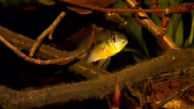 Mikrogeophagus altispinosus