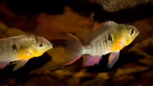 Mikrogeophagus altispinosus