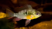 Mikrogeophagus altispinosus