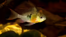Mikrogeophagus altispinosus