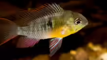 Mikrogeophagus altispinosus
