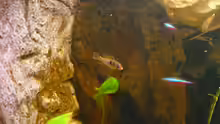 Mikrogeophagus ramirezi /Südamerikanischer Schmetterlingsbuntbarsch)