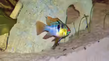 Mikrogeophagus ramirezi 
