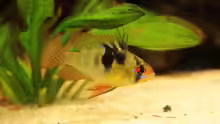 Mikrogeophagus ramirezi Bock
