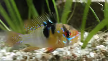 Mikrogeophagus ramirezi m 