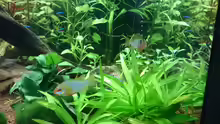Mikrogeophagus ramirezi Pärchen