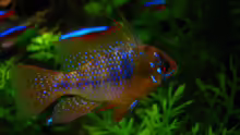 Mikrogeophagus ramirezi (Schmetterlingsbuntbarsch)