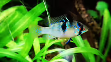 Mikrogeophagus ramirezi