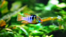 Mikrogeophagus ramirezi