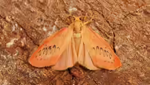 Miltochrista miniata