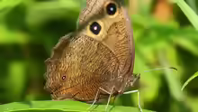 Minois dryas