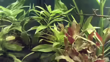 Garra ceylonensis