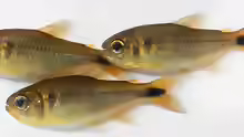 Moenkhausia cambacica