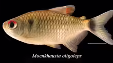 Moenkhausia oligolepis
