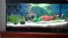 Mollys, Platys,