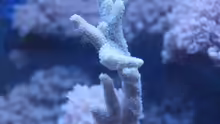 Montipora 09.2014