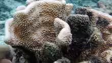 Montipora capitata