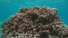 Montipora circumvallata