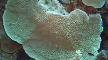 Montipora danae