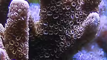 Montipora digitata 