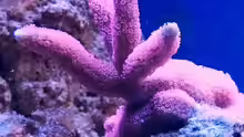 Montipora digitata
