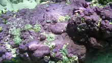 Montipora efflorescens